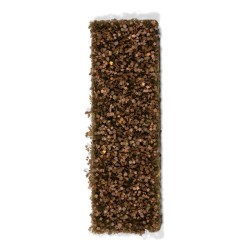 AK-Chestnut-Foliage-Late-Fall